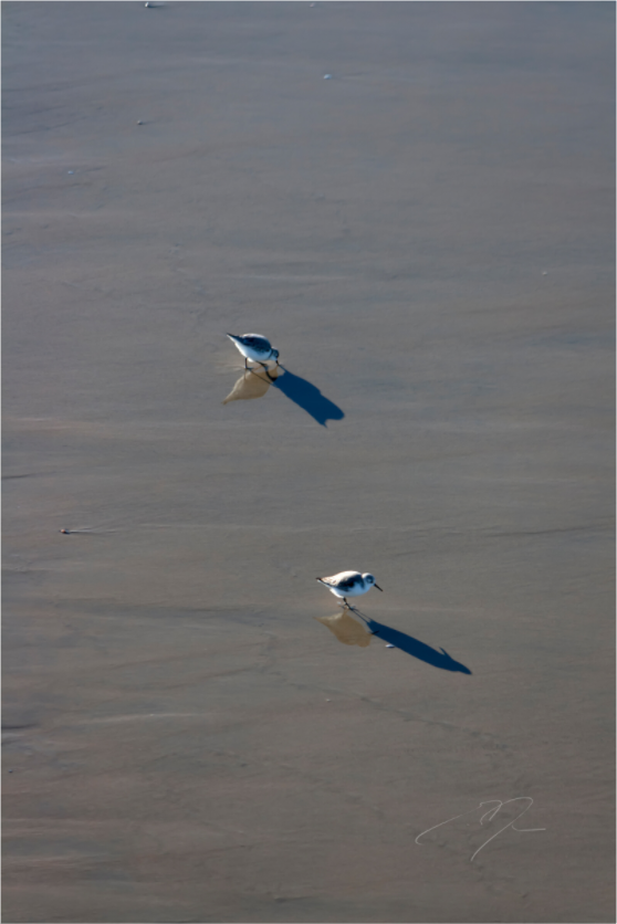 Main image TWO BIRDS