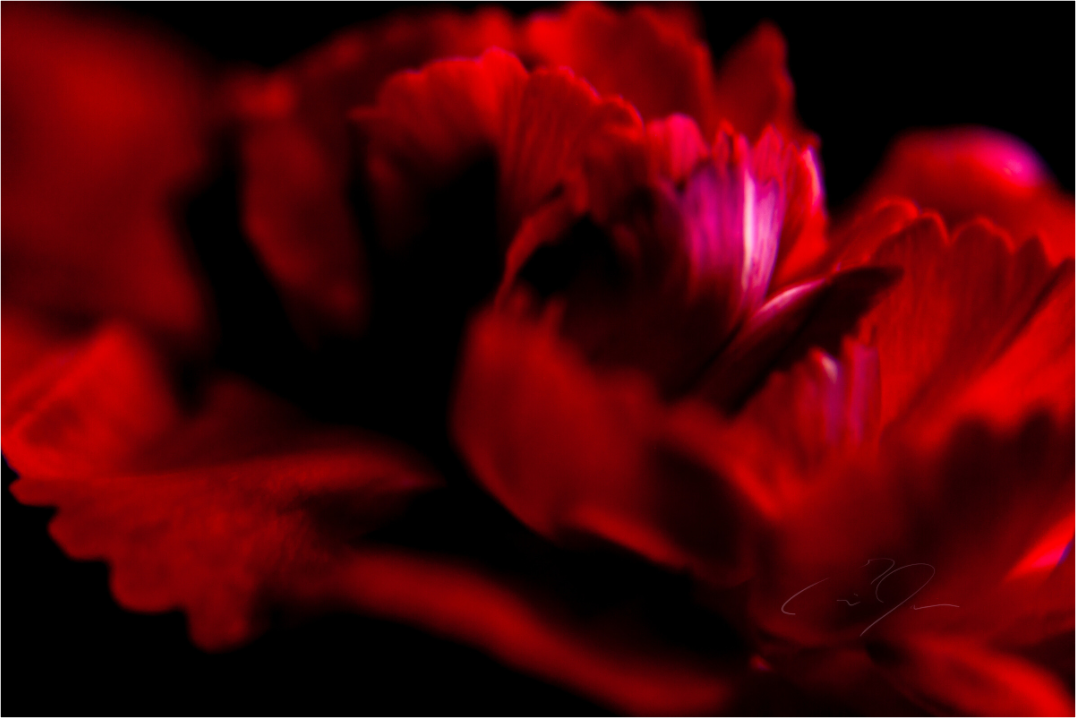 Main image ARDENCY