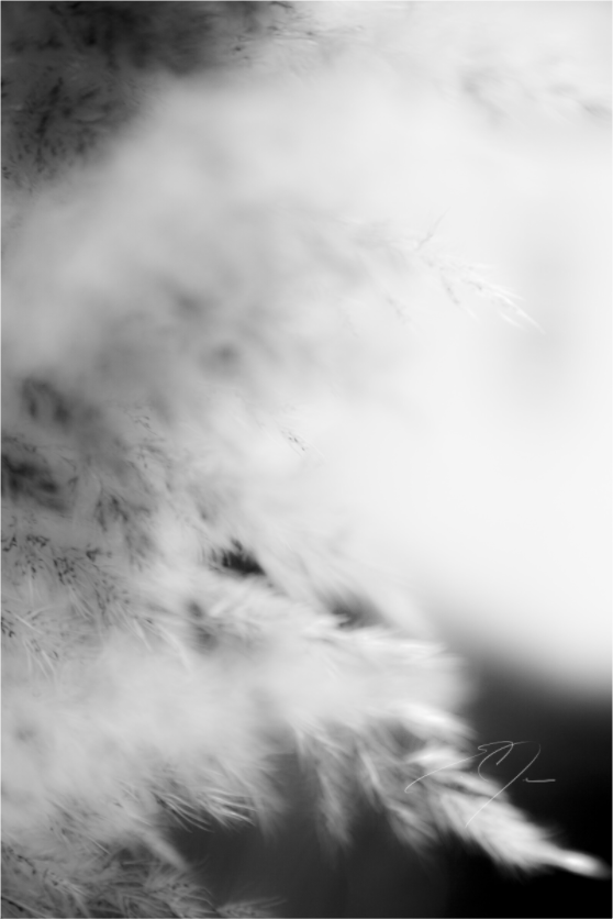 Main image DREAM STATE, No.7