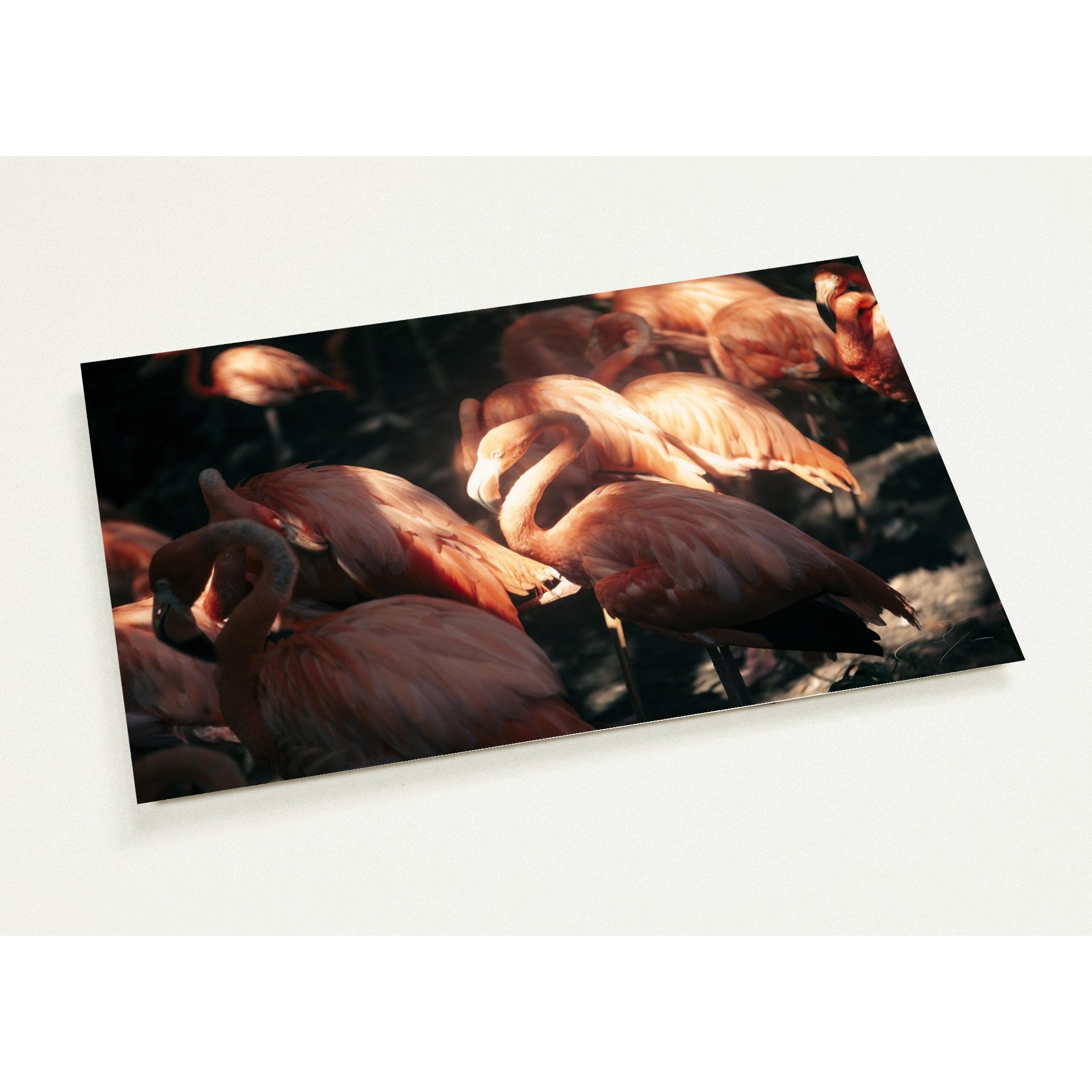 BASK IN THE LIGHT | Postcards