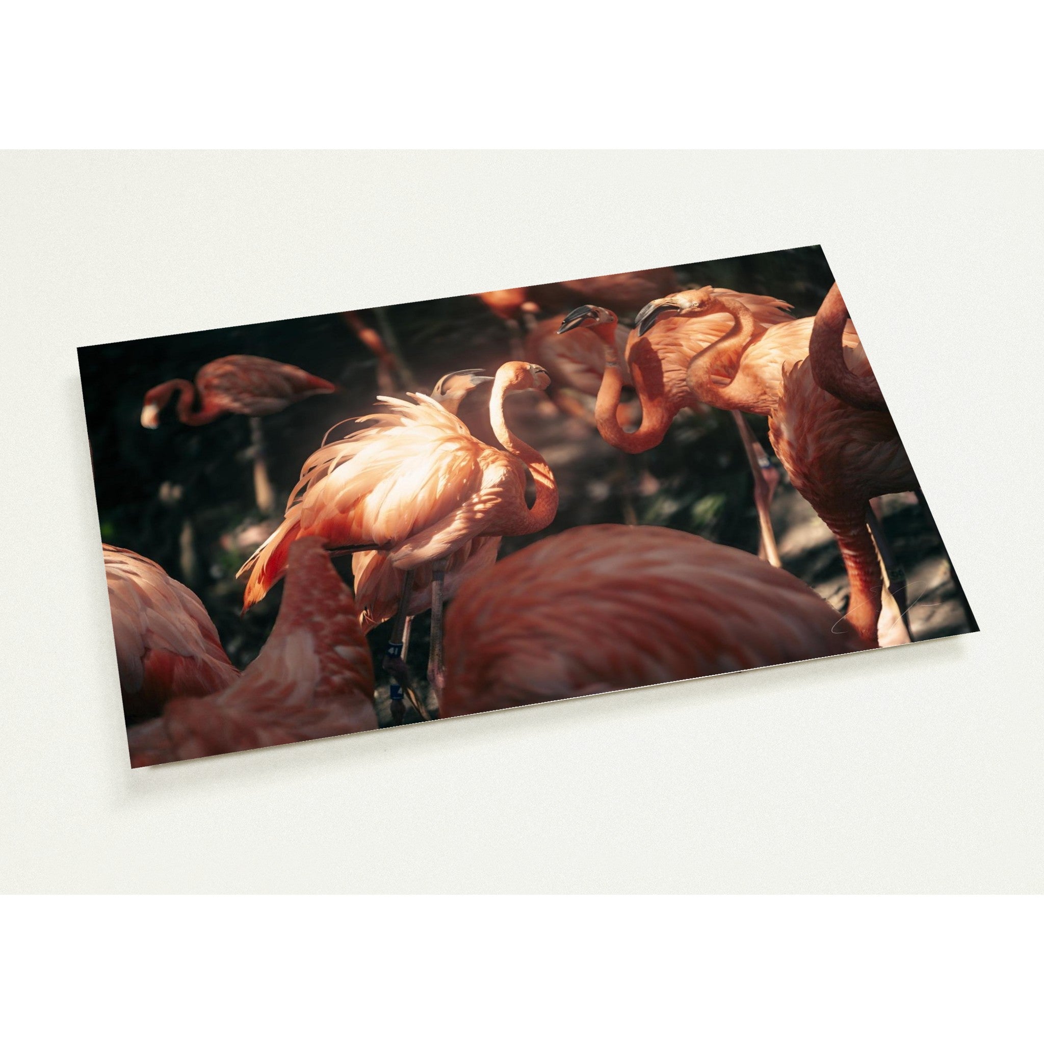 CHOSEN | Postcards