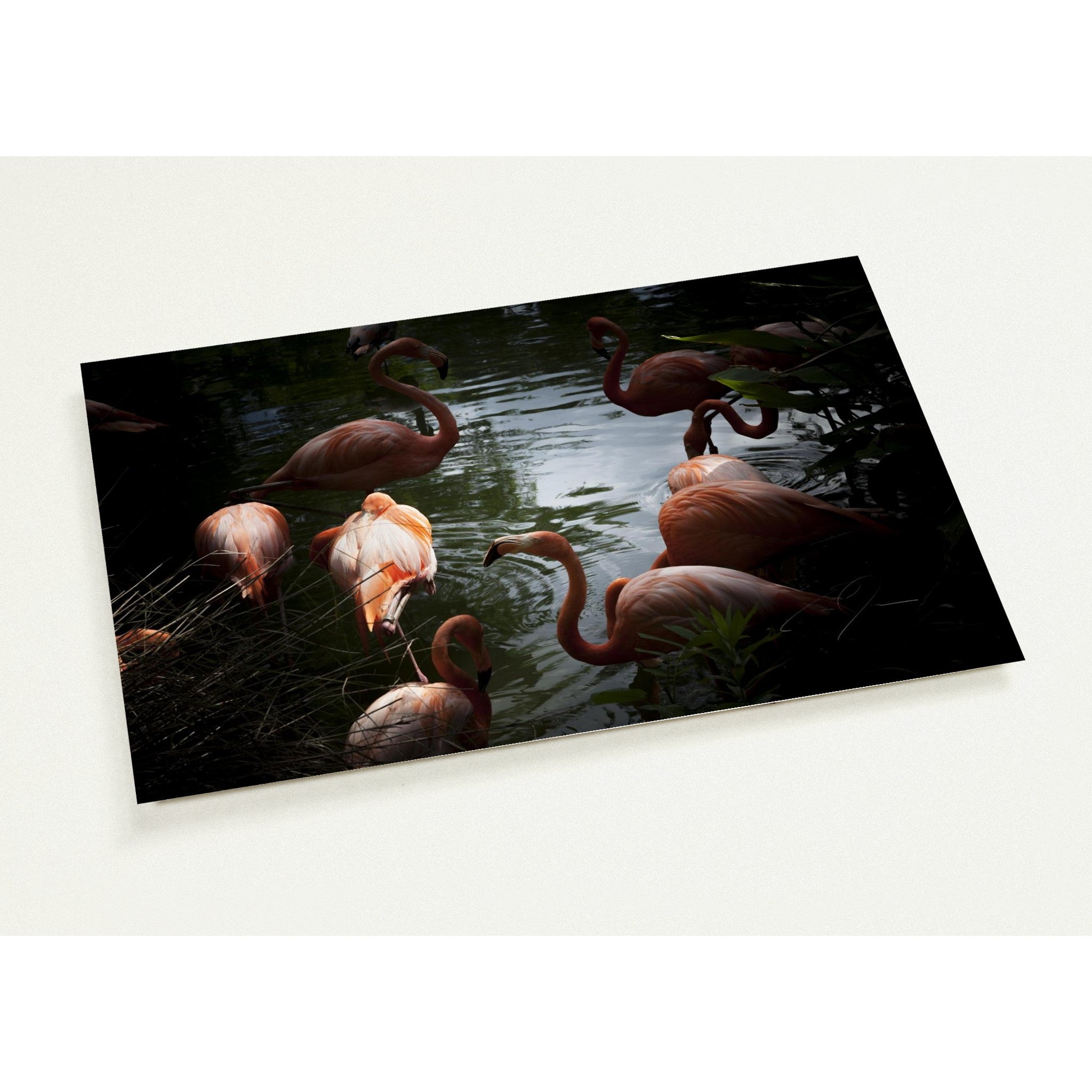 FLAMINGOS | Postcards
