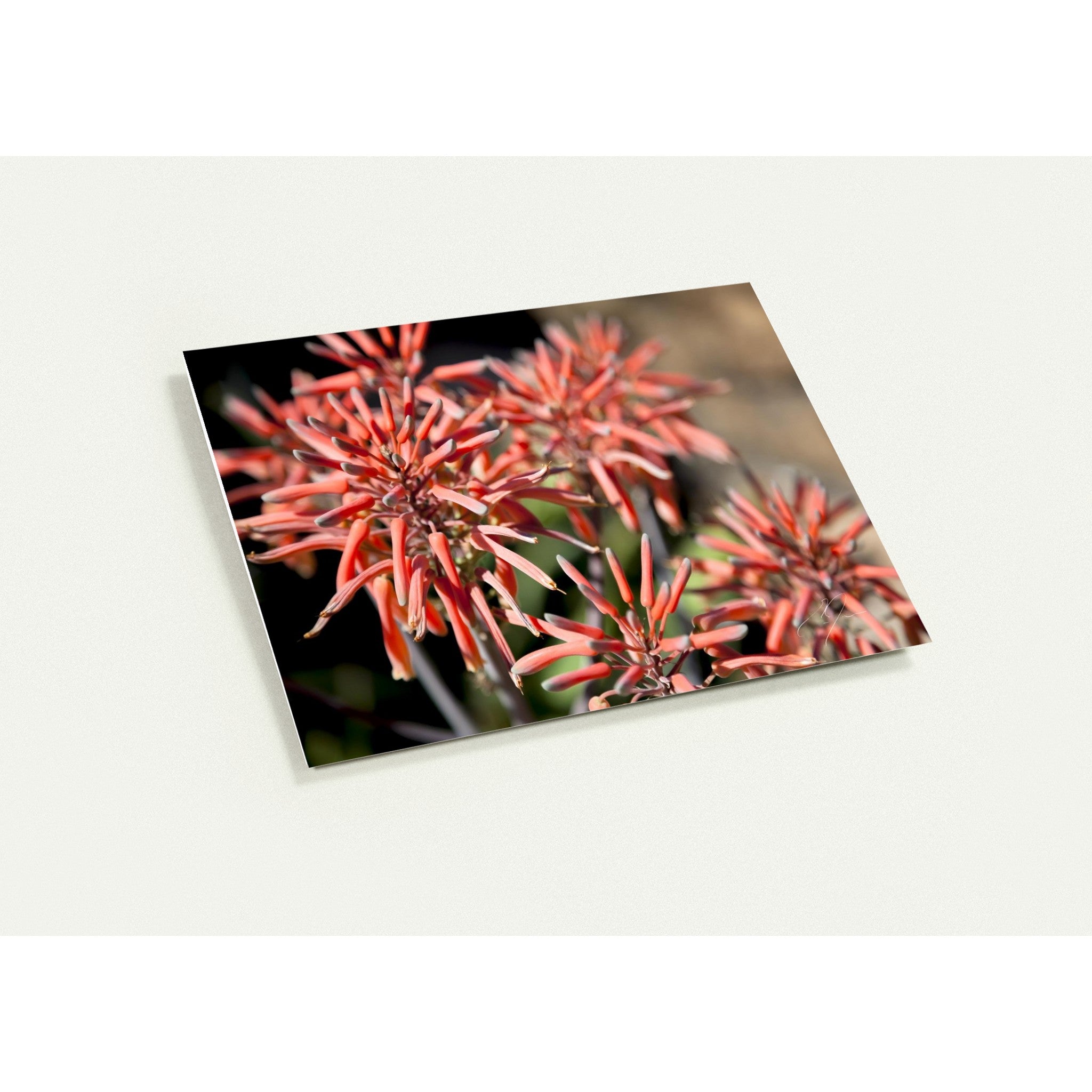 JOYFUL GATHERING | Greeting Cards