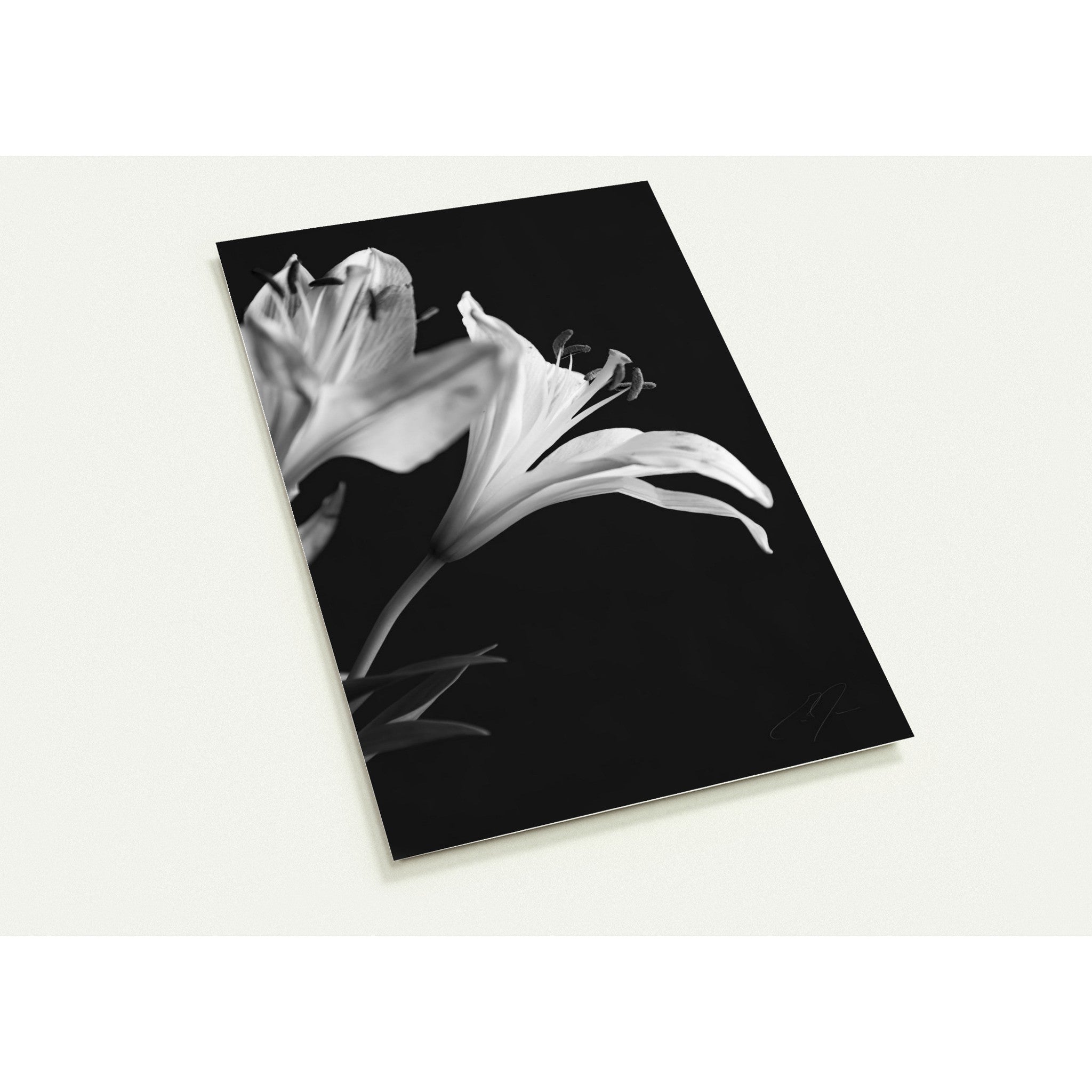 PETALS' LIGHT | Postcards