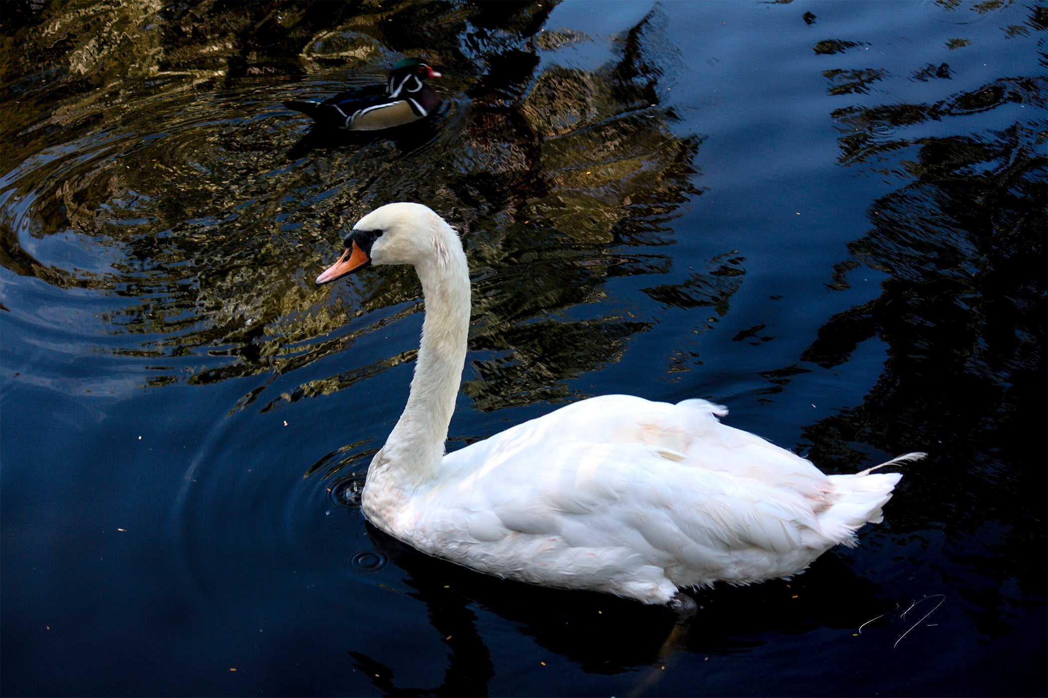 SWAN (2008)