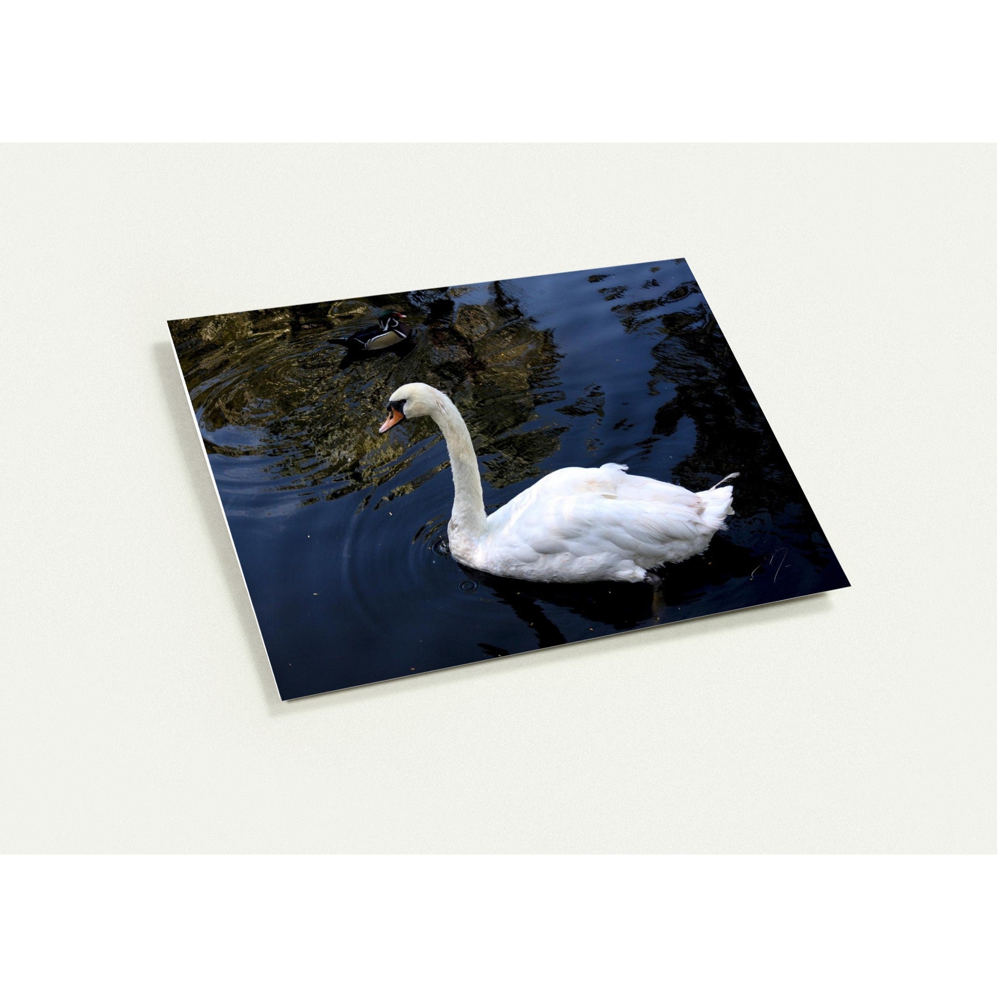 SWAN | Greeting Cards