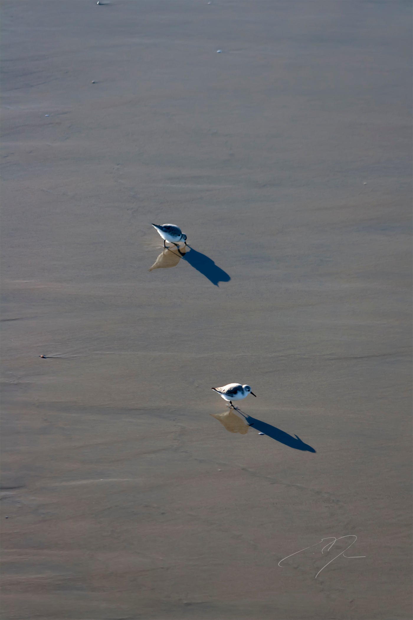 TWO BIRDS (2009)