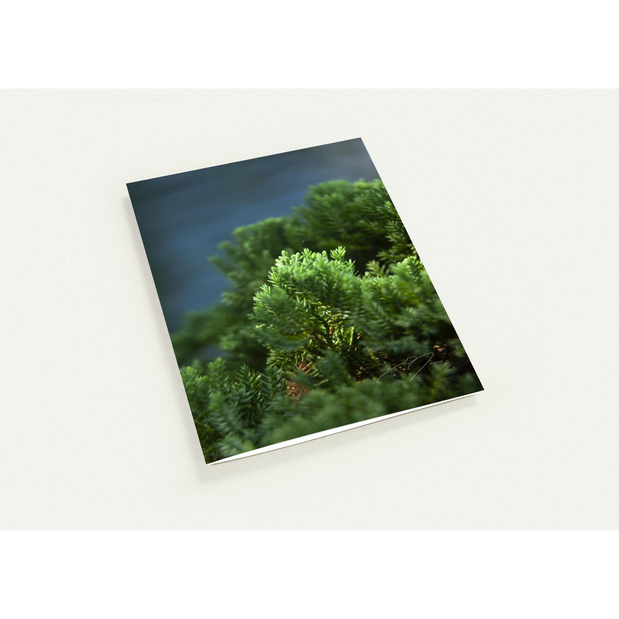 VERDANT | Greeting Cards