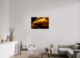 36 x 24″, PHOTO PRINT - FUJIFLEX HIGH GLOSS INCANDESCENCE