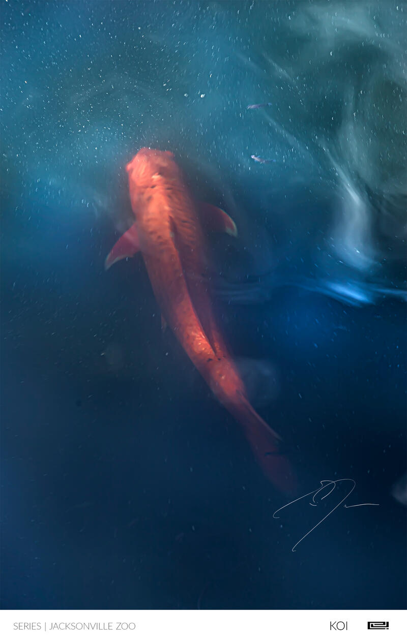 KOI | Open Edition Print by Eric C. Jackson Studio