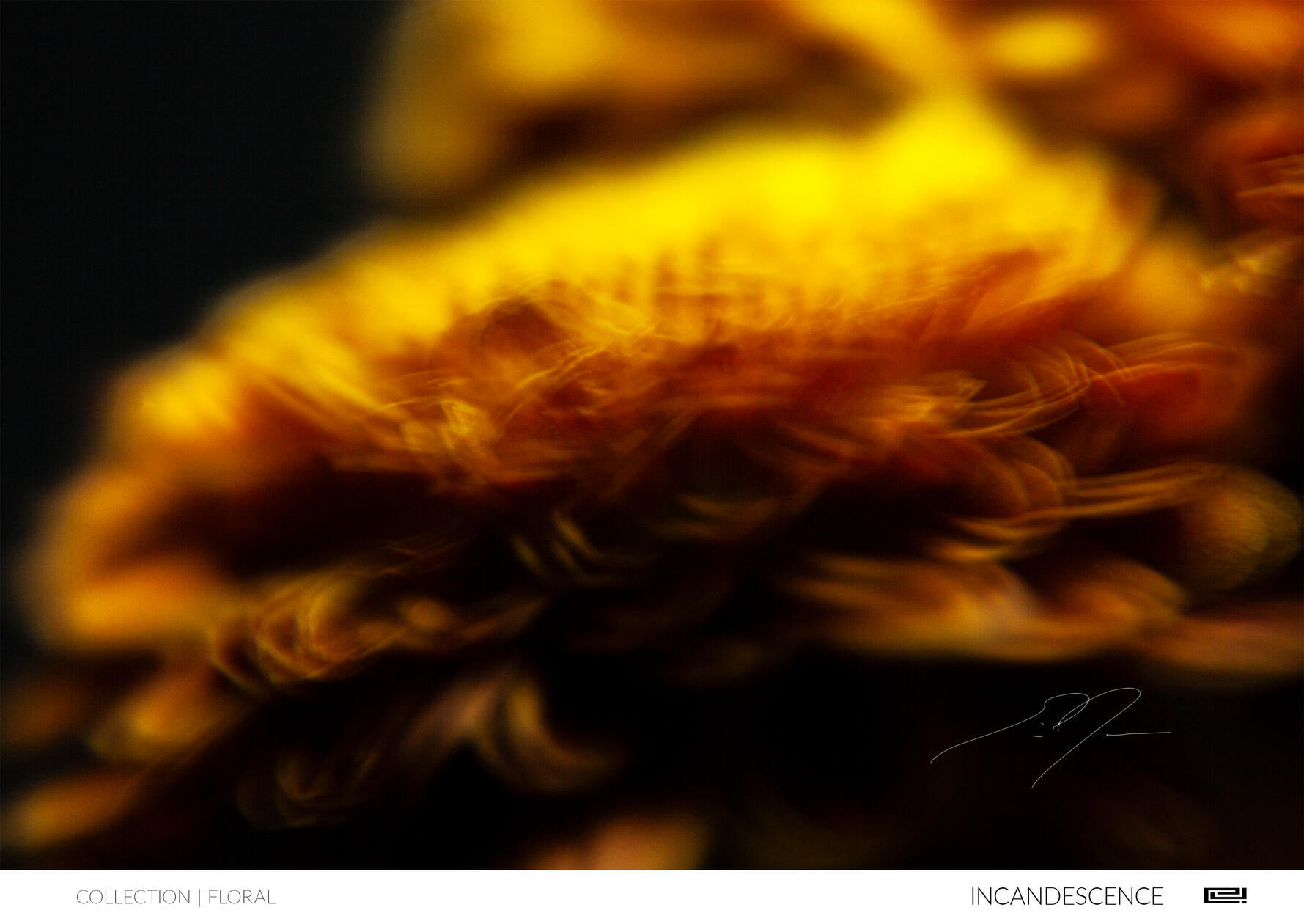 INCANDESCENCE INCANDESCENCE | Open Edition Print by Eric C. Jackson Studio