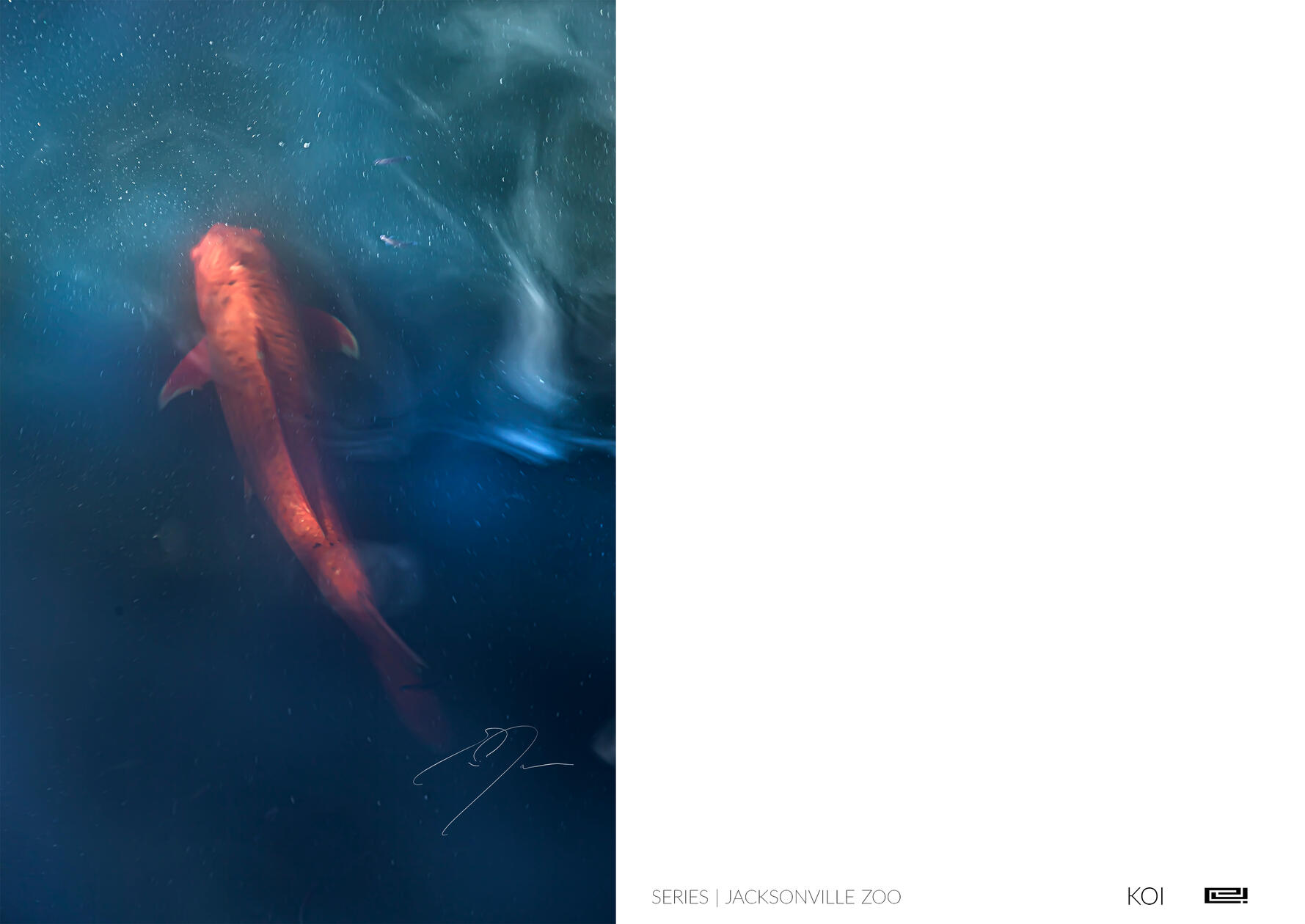 KOI KOI | Open Edition Print by Eric C. Jackson Studio