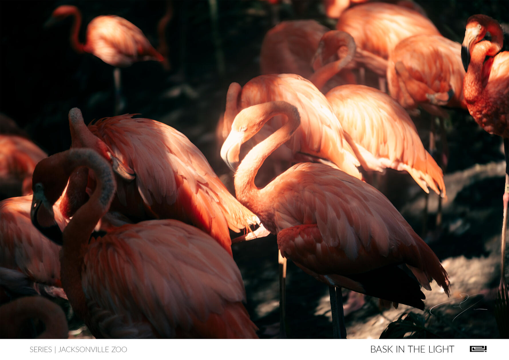 BASK IN THE LIGHT | Open Edition Print by Eric C. Jackson Studio