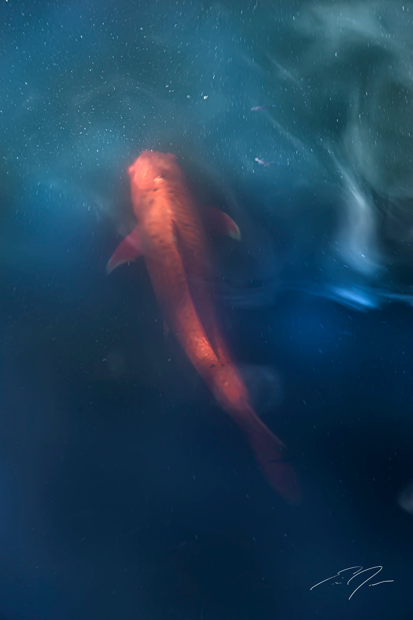 “Koi” by Eric C. Jackson Studio
