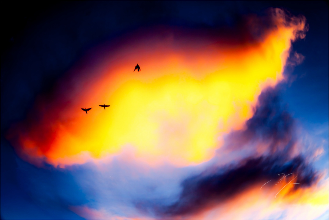 Main image FLY AWAY