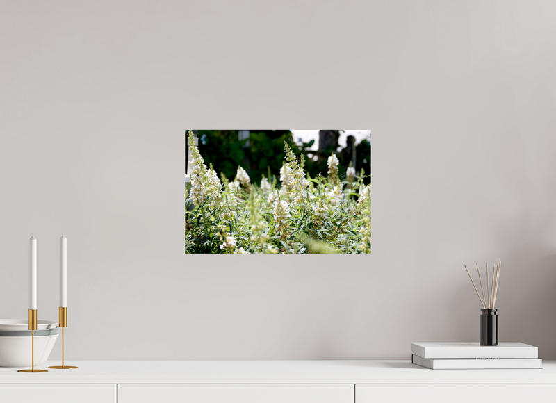 15 x 10″, PHOTO PRINT - FUJIFLEX HIGH GLOSS IN THE FIELD