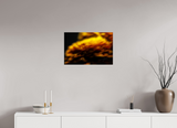 24 x 16″, PHOTO PRINT - FUJIFLEX HIGH GLOSS INCANDESCENCE