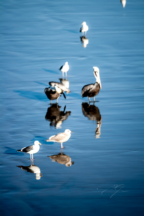 OBSCURE REFLECTION