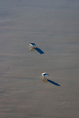 Main image TWO BIRDS