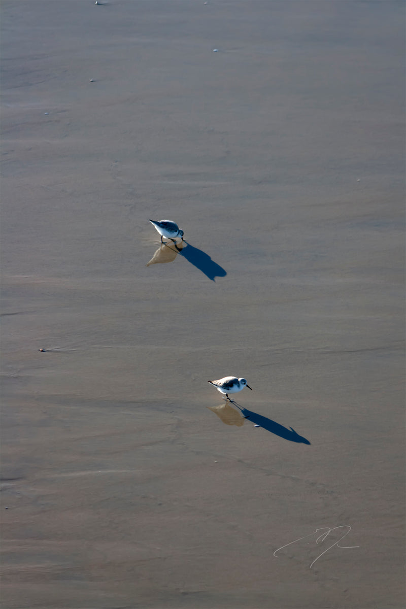 Main image TWO BIRDS