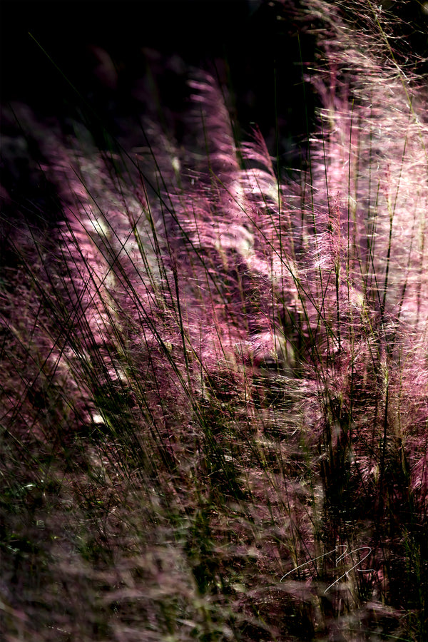 ROSEWIND