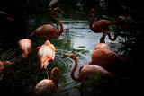 FLAMINGOS