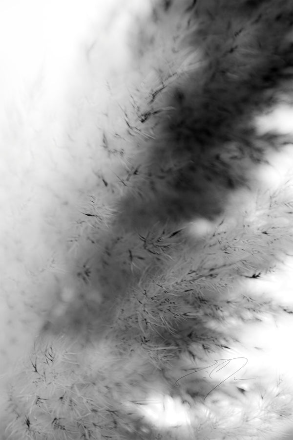 DREAM STATE, No.12