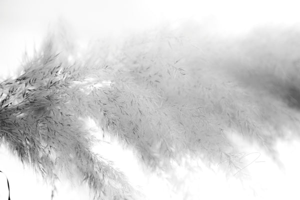 DREAM STATE, No.5