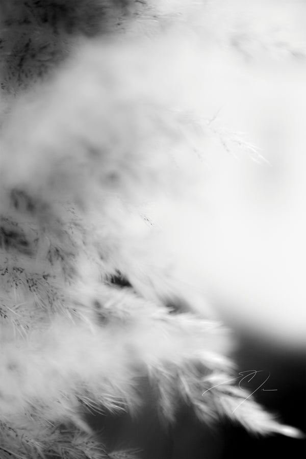 DREAM STATE, No.7