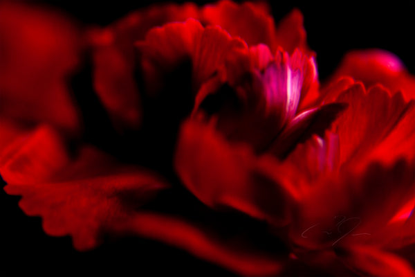 ARDENCY