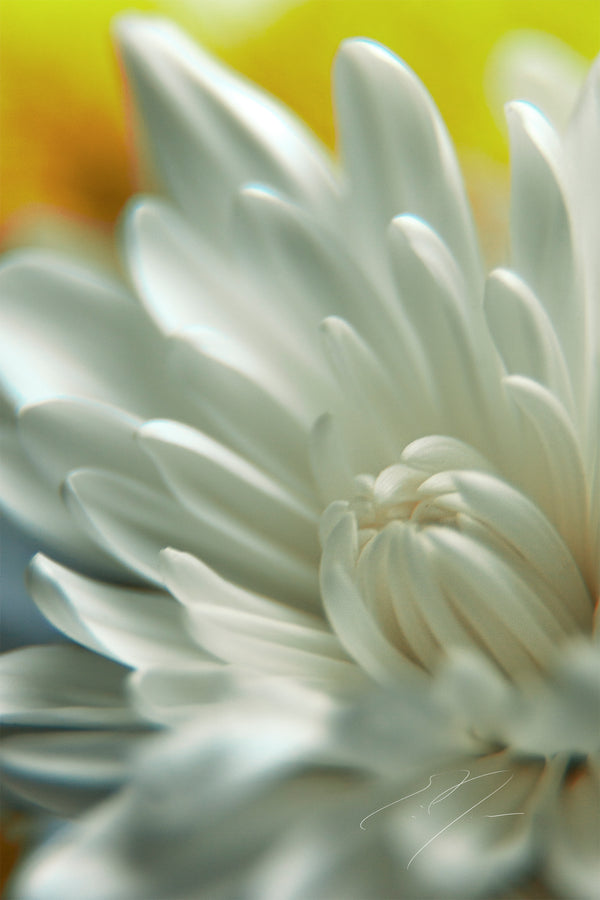CERTITUDE