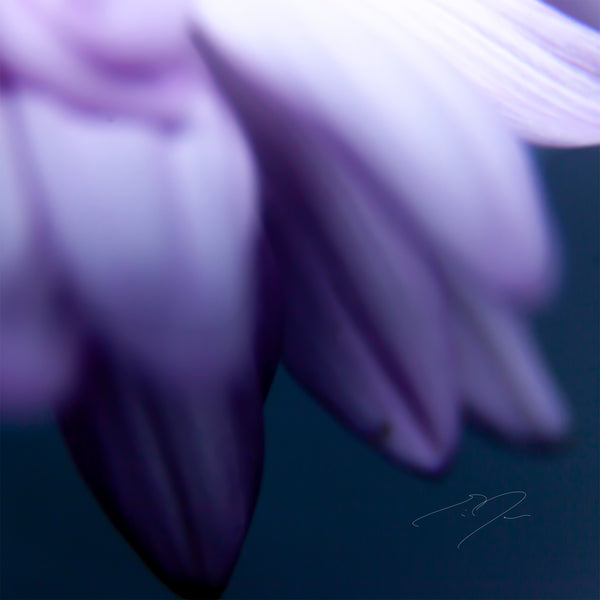 PETALS' EDGE