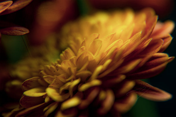 PETALS' GLOW