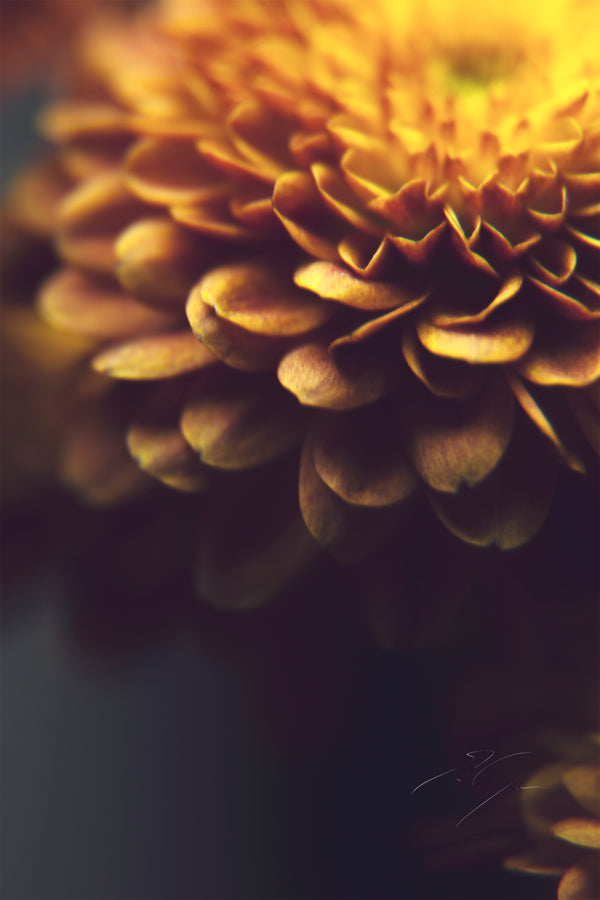RUSTIC PETALS
