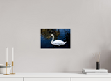 12 x 8″, PHOTO PRINT - FUJIFLEX HIGH GLOSS SWAN