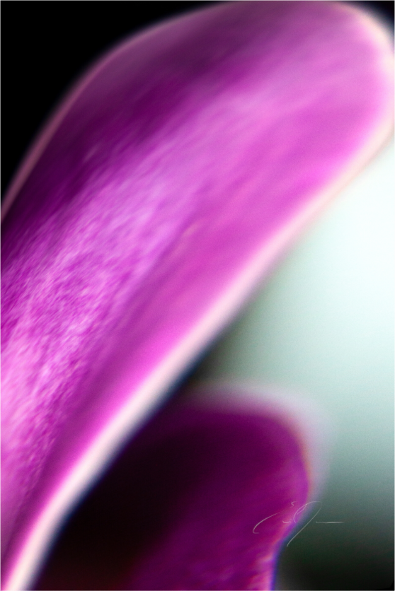 Main image EPHEMERAL