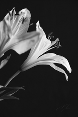 Main image PETALS' LIGHT