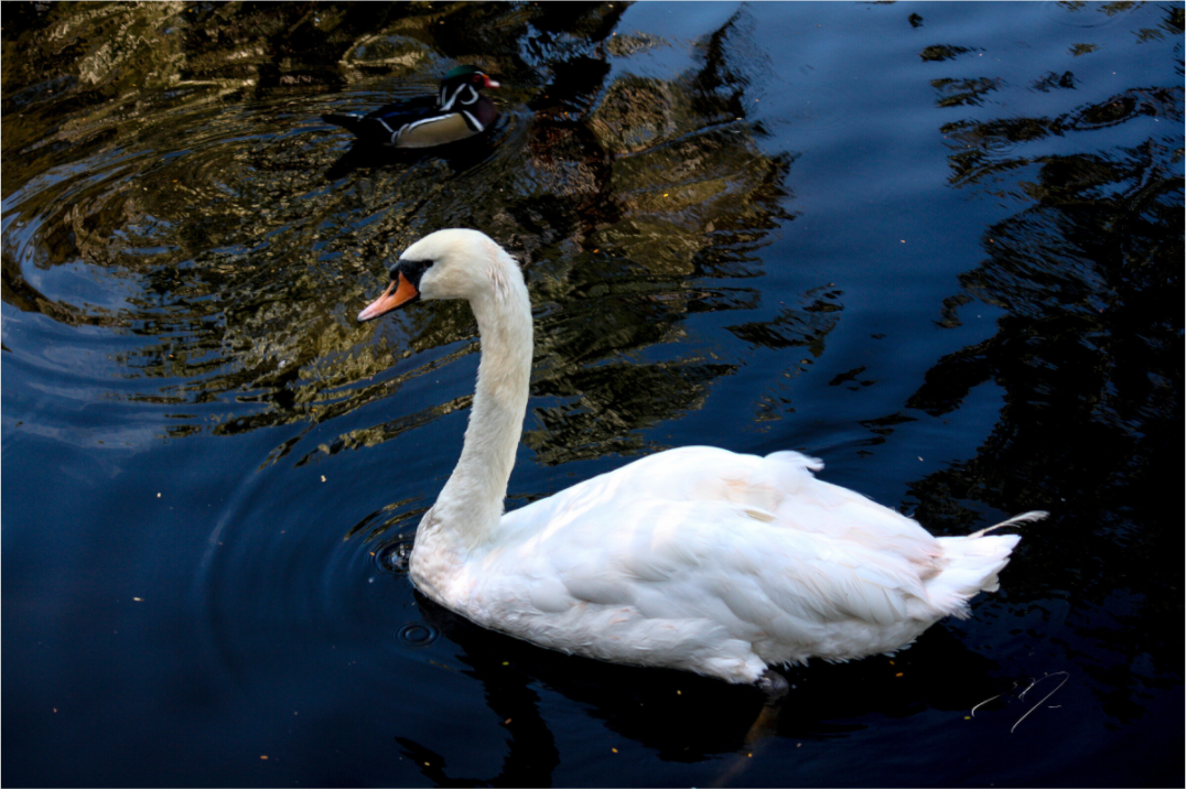 Main image SWAN