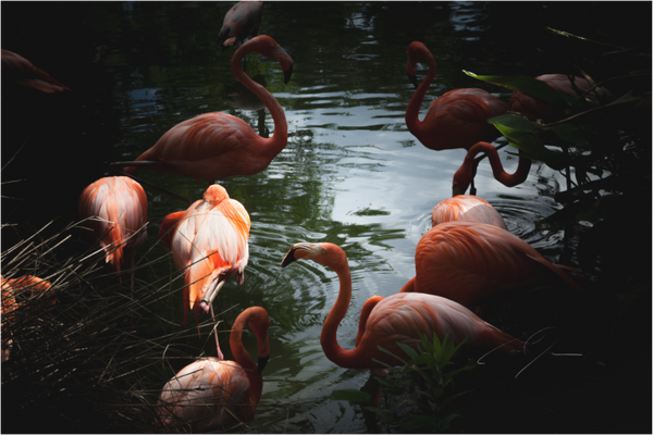 FLAMINGOS