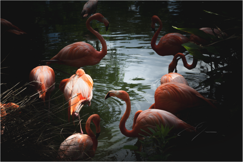 FLAMINGOS