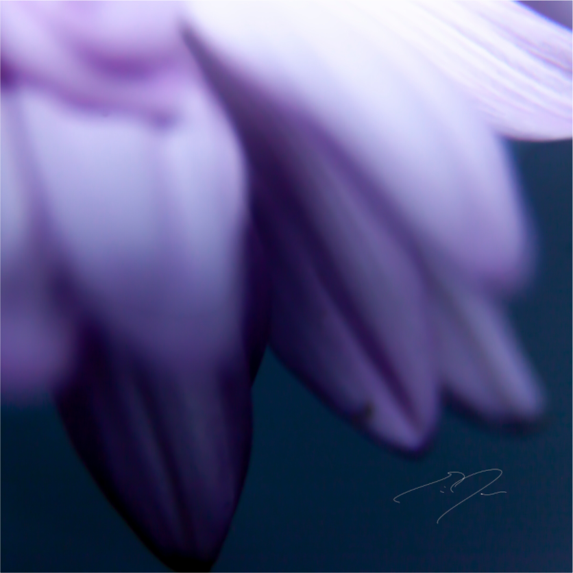 Main image PETALS' EDGE