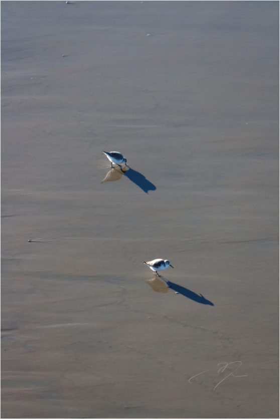 TWO BIRDS