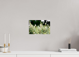 12 x 8″, PHOTO PRINT - FUJIFLEX HIGH GLOSS IN THE FIELD