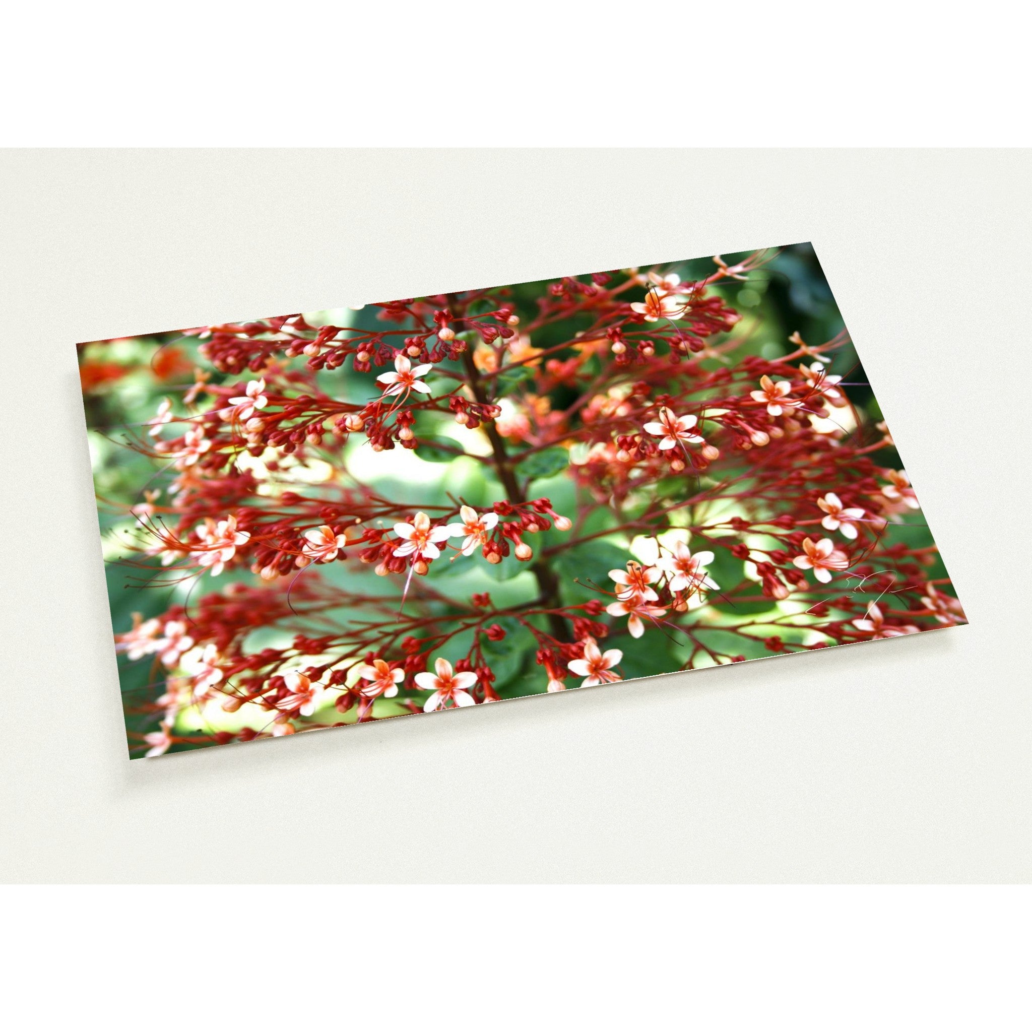 COLORFUL ARRANGEMENT | Postcards