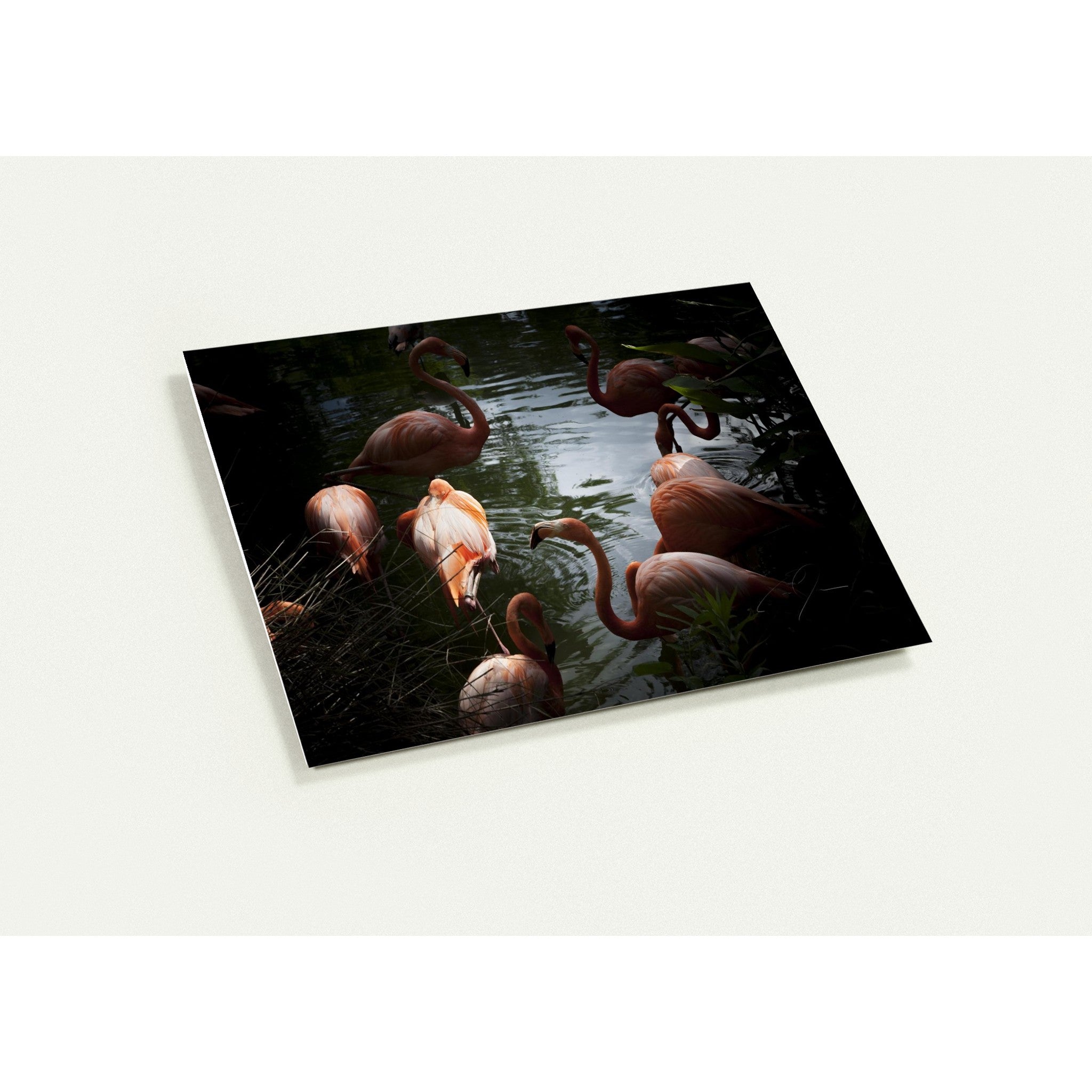 FLAMINGOS | Greeting Cards