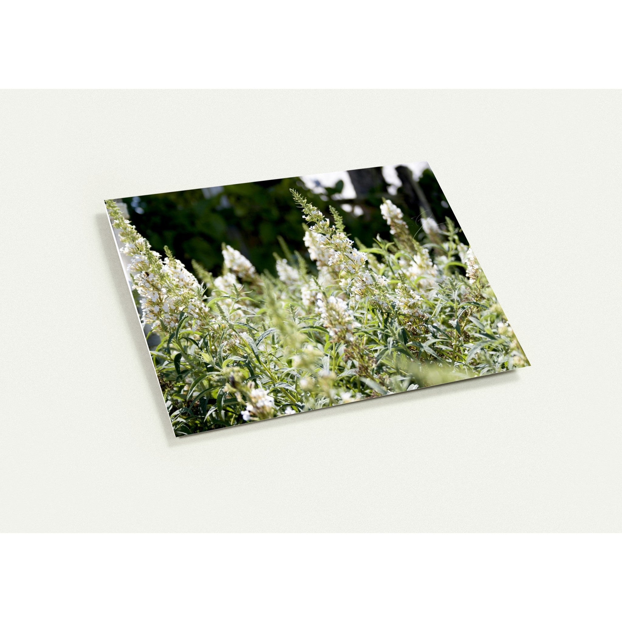 IN THE FIELD | Greeting Cards