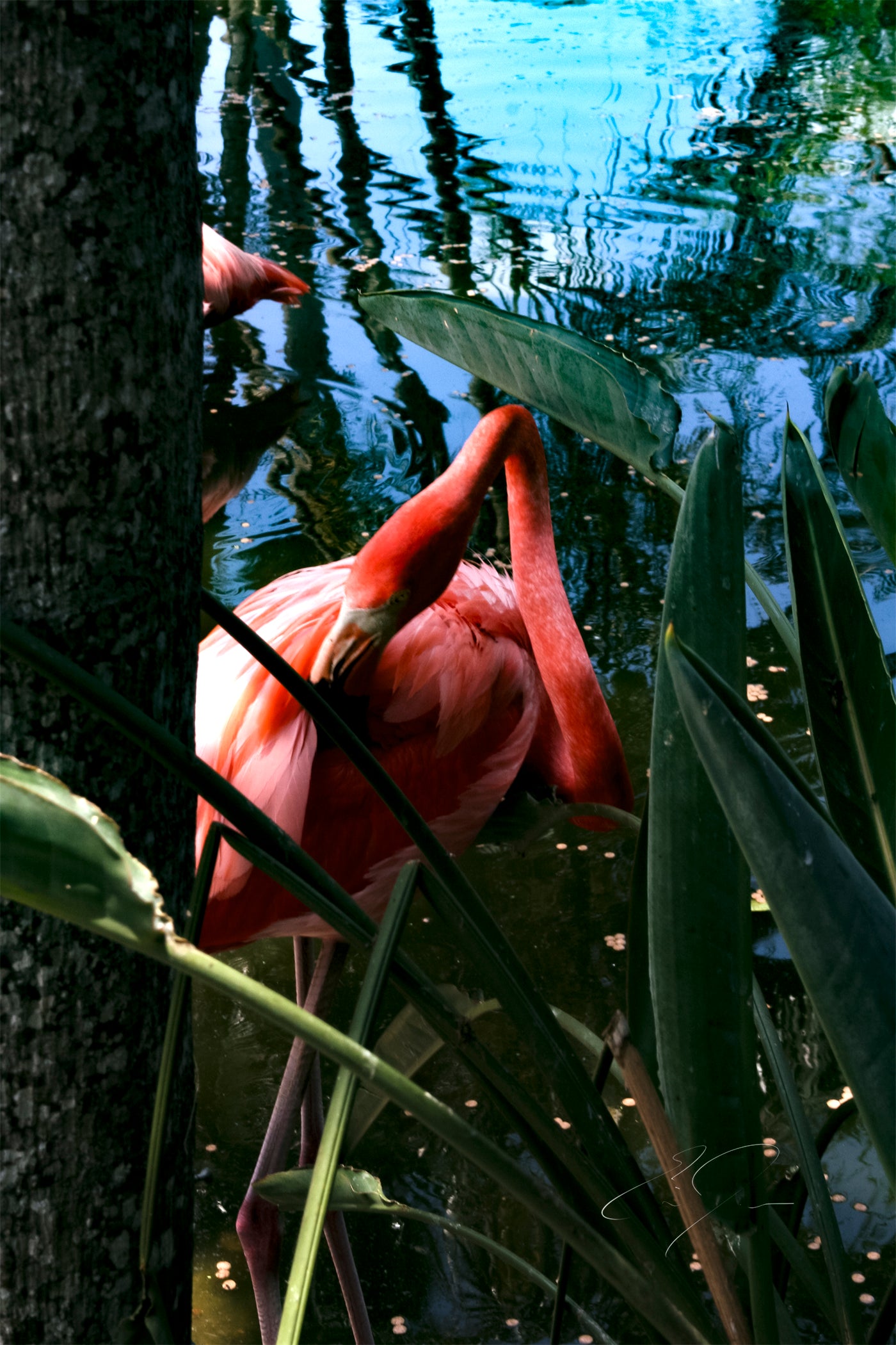 IN THE SHADE (2008)