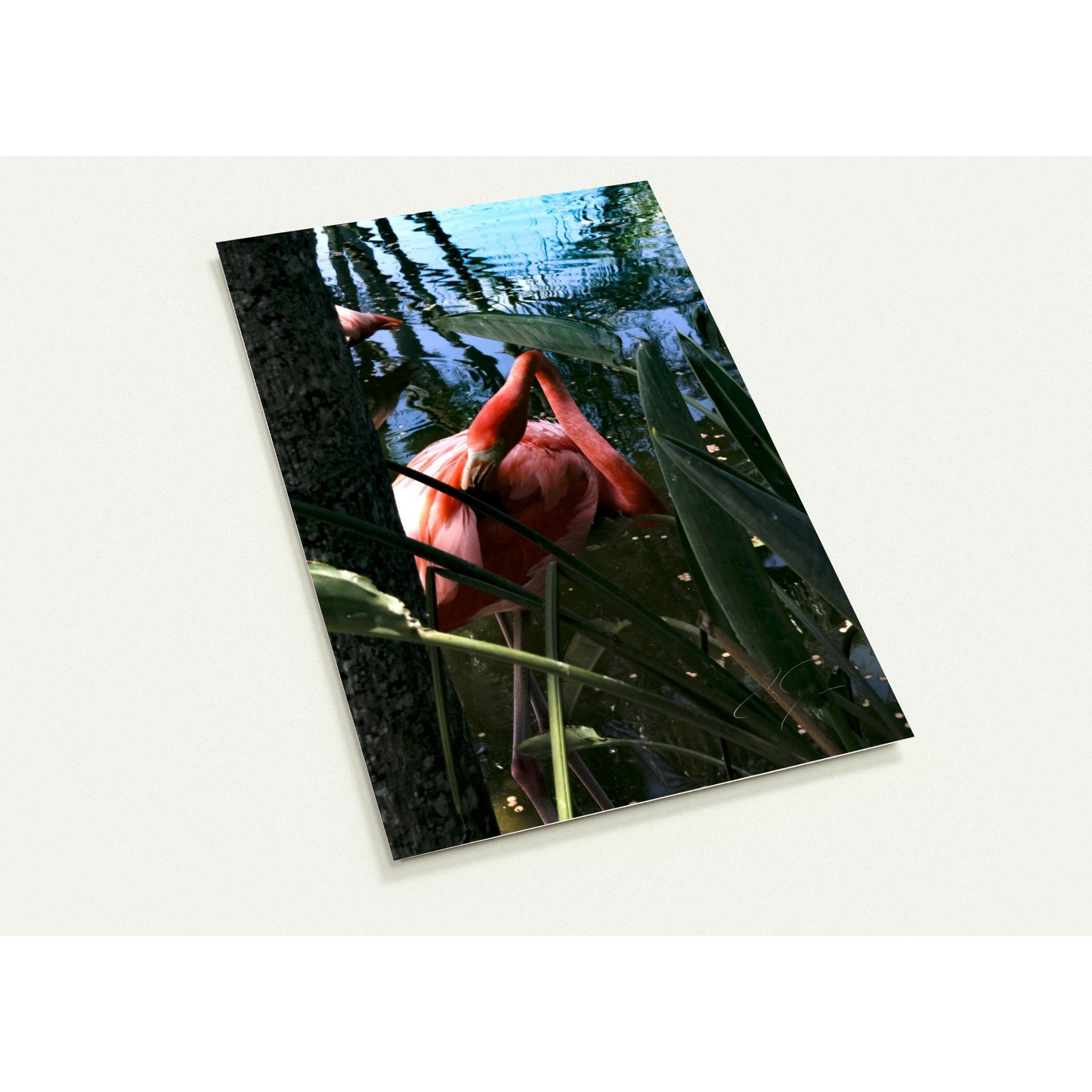 IN THE SHADE | Postcards