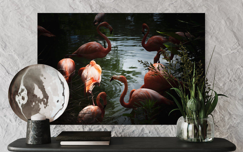 Main image FLAMINGOS