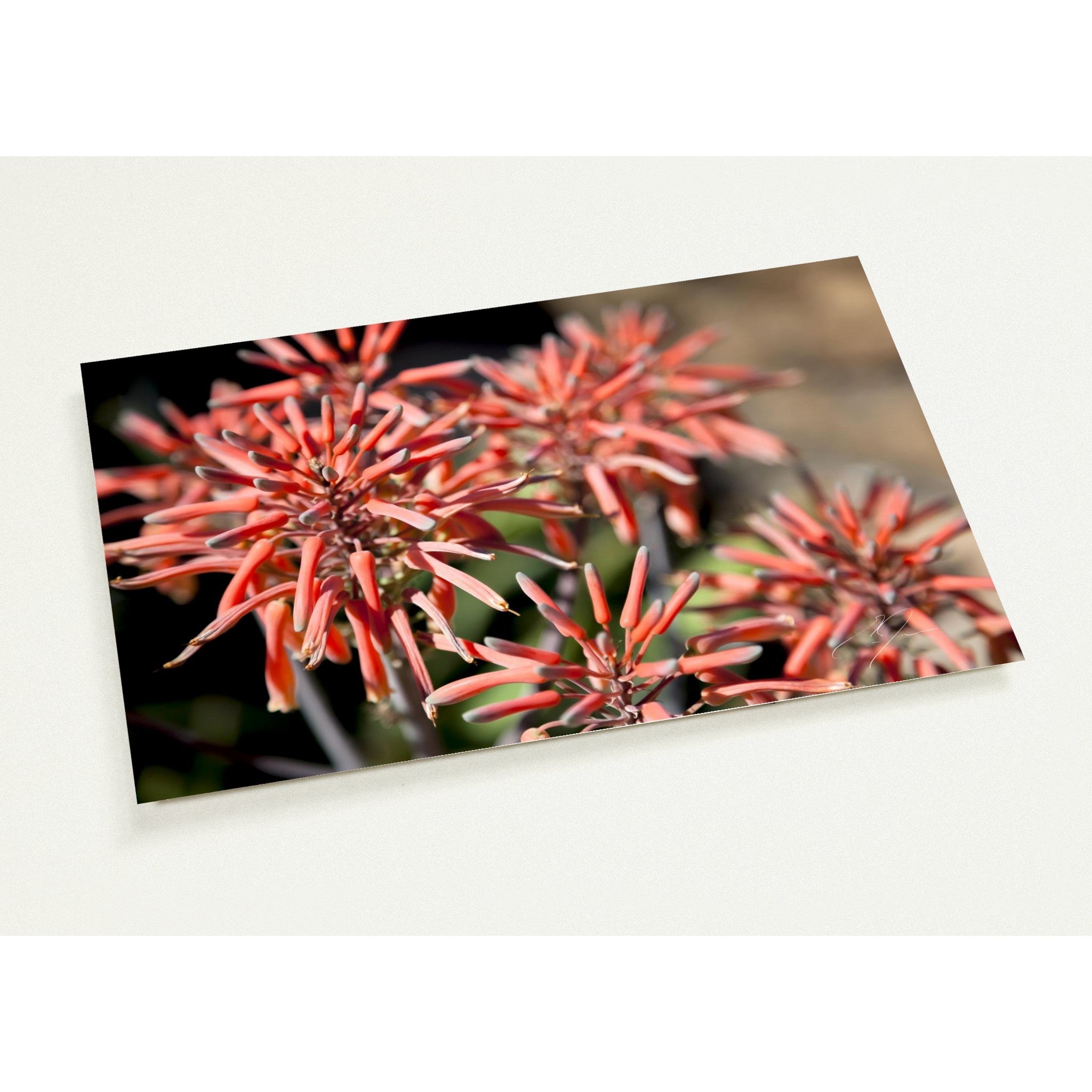 JOYFUL GATHERING | Postcards
